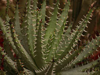 Aloe erinacea